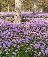 ��ɽ����һƬ�ݣ���ɫ�Ļ���