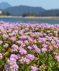 ��ɽ����һƬ�ݣ���ɫ�Ļ���