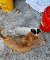 ����С��