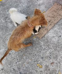 ����С��