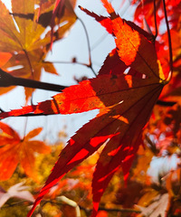 ͽ����ϼ�ӹŵ�����Ҷ��ĸոպ�