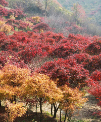 ͽ����ϼ�ӹŵ�����Ҷ��ĸոպ�