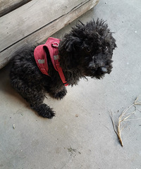 ·��������ͺ�ɫ̩��