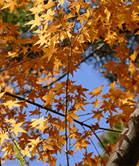 �Ϻ�41�����۵��������˴�Ƭ����ɫ�ͻ�ɫ���ӵ���Ҷ