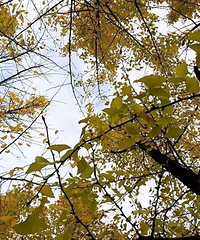 ���ӻ��ˣ����뼰�ܱ�������������ӣ�