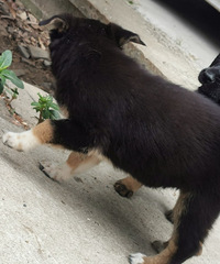 �Լ�����С���������