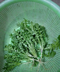 ������ɢ��ʱժ��Ұ�ˣ�����ʱ��һ��ͦ�óԵ�