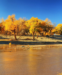 ��100����Ƭ�����εأ�������Ŭ��׬Ǯ��ȫ�����ɣ�