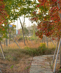 ��ʰ�쵵ļ������ɫ--��׵�«���ͻ��ķ�Ҷ�����ӳ