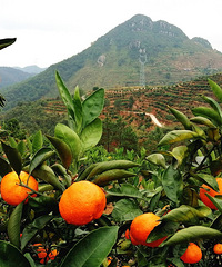 �ֽ�ɽ���ϣ��ɽ�����ʱ���ٺ�С֥��