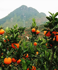 �ֽ�ɽ���ϣ��ɽ�����ʱ���ٺ�С֥��