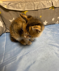 猫咪宝宝在线等领养