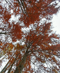 �ɾӹ�̹ˮ�������