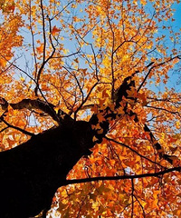 ���ˣ��ٺ���弹ŵ��Ϸ�Ҷ���ˡ���