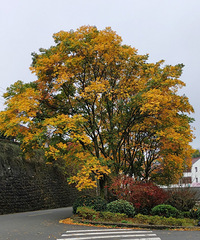 �������ɽ