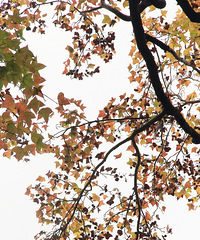 �ٺ��������