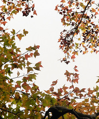 �ٺ��������