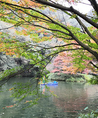 ̽���Ϫ��������Ҷ�����򴺶���