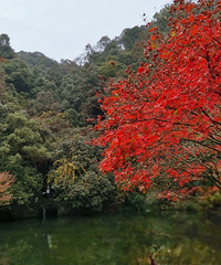 ̽���Ϫ��������Ҷ�����򴺶���