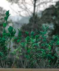 ��2020�����ܽ᡿�����ѳ���730�죬���ȶԵ��˳���