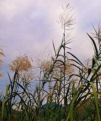 ���ҳ�̶ˮ�����������֣�̫����