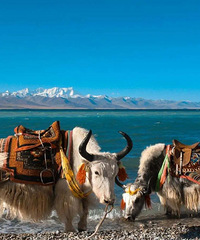 2020������Ҹ��г��У�˵�߾��ߵ������嵥