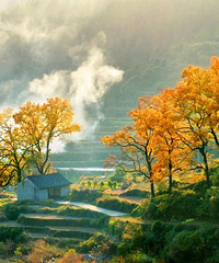 ��ȫ���������ŵ������㽭�����Ǳ������濧�ղصĺ�ҶС��