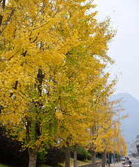 �ٺ��żҶ����ģ�������������Ϣ