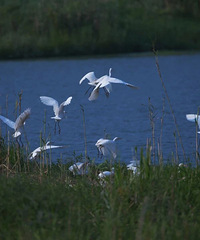 ȫ����ѣ�24���ʺ�һ���εĺ��ݾ��㣬�պù���һ���꣡