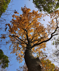 �������ŵ���ȹŵ���Ҷ��ϸ����ɽ����