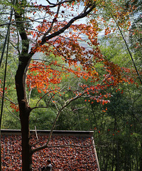 �������ŵ���ȹŵ���Ҷ��ϸ����ɽ����