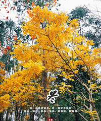 ����㳡��ɫ��