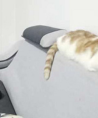 1岁橘猫有要领养的嘛