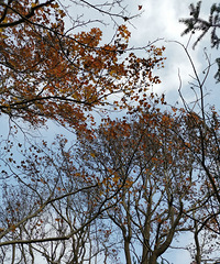 �ϻƹŵ��޺�㣬�������Ҷ����͵���