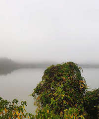 ��ɽ���ϵ��̻ƹŵ����У���Ƶ���Ҷ����ŨŨ