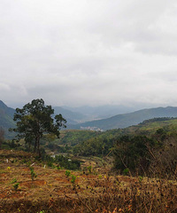 ��ɽ���ϵ��̻ƹŵ����У���Ƶ���Ҷ����ŨŨ