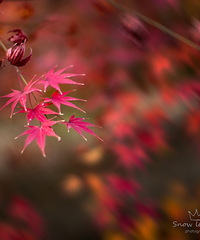 ���ټ���ӲӵĻƷ�Ҷ