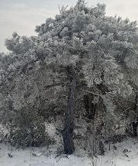 ����ɽͽ����ɽ������ڡ