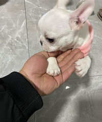 ������ţ������ţȮת��