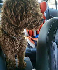 ��������һ��̩��Ȯ������������18858679867