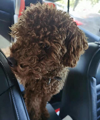 ��������һ��̩��Ȯ������������18858679867