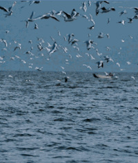 �����ձ���������������С�ǵĶ�ӣ�����ɺ�������Ҫ��һ�꣡