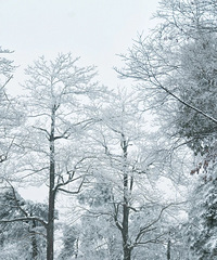 ��̨��������ɭ�ֹ�԰���ﶬ��һ�����ż��µ���������