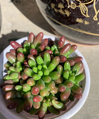 2020ܽ᡿ף˯˯˳ԵѰ