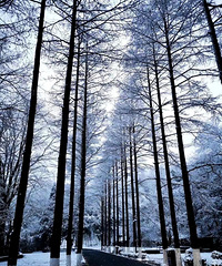 �����ֵ�����������ɾ�һ��ѩ�������������˾���