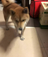 ˭��С��Ȯ�߶���