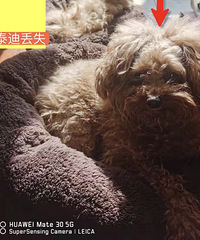 2021��1��8��̩����ʧ