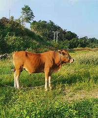 2020ܽ᡿˴޵ӣоۣûʱ佻