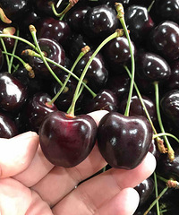 �ĸ�Ʒ�ֵĳ��������������óԣ�����12�ֽ��ڳ�����Ʒ�ִ�ȫ