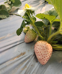 �������������㣬85������GG�ڴ���ĳ��֣�